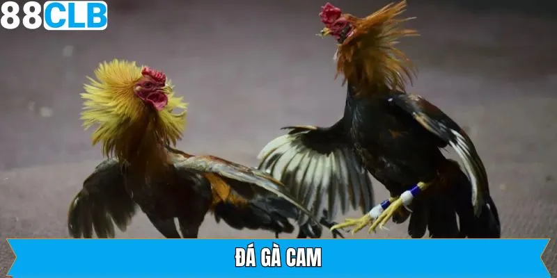 Đá gà Cam - Cá Cược Chọi Kê Với Những Trận Đấu Đầy Kịch Tính