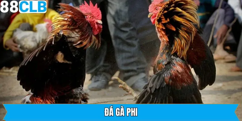 Đá Gà Phi - Hình Thức Chọi Chiến Kê Được Ưa Chuộng