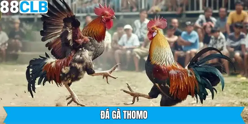 Đá Gà Thomo 88CLB - Nơi Hội Tụ Những Trận Chiến Đỉnh Cao 
