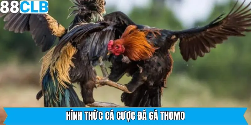 Những hình thức chọi kê Thomo nên trải nghiệm
