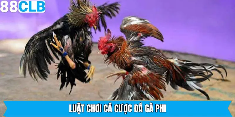 Luật chơi siêu đơn giản của đá gà Phi