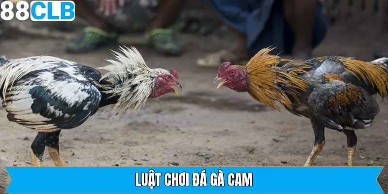 Giới thiệu về quy định trong luật chơi và đặt cược