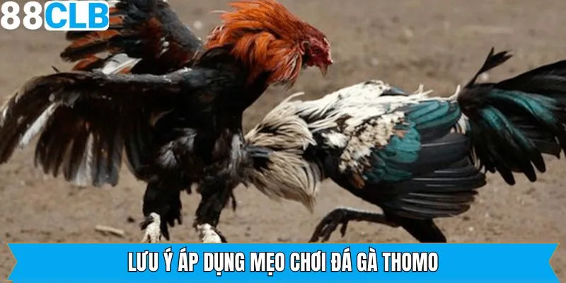 Những điều cần lưu ý khi áp dụng các mẹo đá gà Thomo 