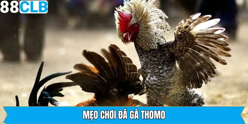 Mẹo Chơi Đá Gà Thomo - Kinh Nghiệm Vàng Từ Cao Thủ 
