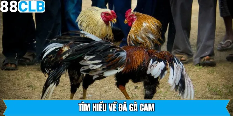 Giới thiệu đôi chút về những thông tin cơ bản của đá gà Cam
