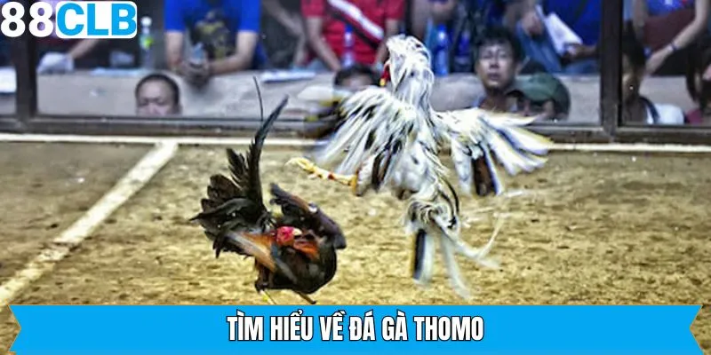 Thông tin về hình thức chọi kê Thomo 88CLB