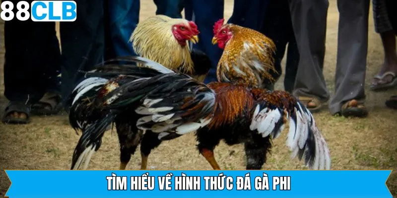 Tổng quan về sức hút của đá gà Phi