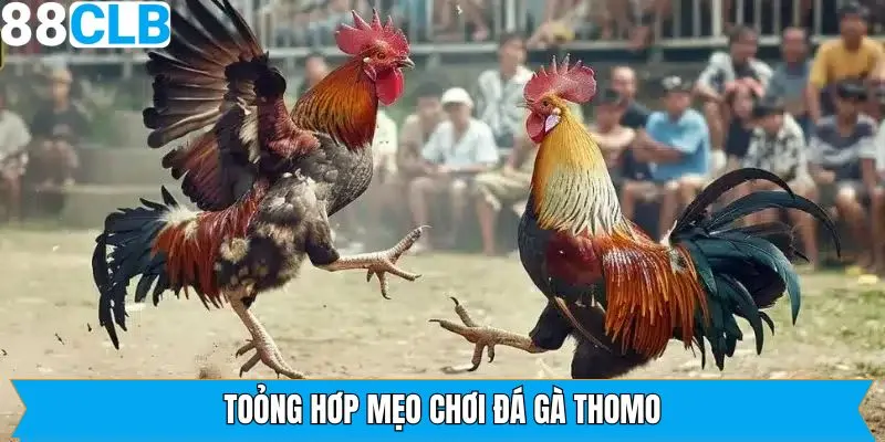 Mẹo chơi đá gà Thomo hiệu quả nên nắm 