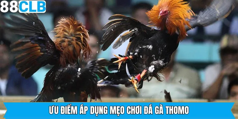 Ưu điểm khi áp dụng đúng các mẹo chơi chọi kê Thomo 