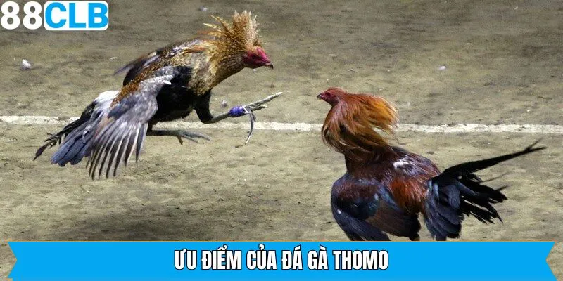 Ưu điểm nổi bật khi tham gia đá gà Thomo tại thương hiệu