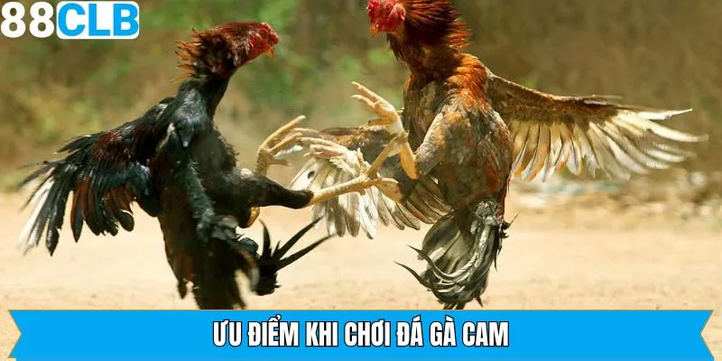 Những ưu điểm nổi bật của đá gà Cam được đánh giá cao
